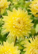 dahlia bilbao
